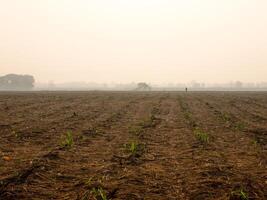 Zuckerrohrplantagen, die landwirtschaftliche tropische Pflanze in Thailand foto