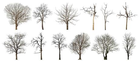 Sammlung tot Baum Schnitt aus von Original Hintergrund und ersetzen mit Weiß Hintergrund zum einfach zu Auswahl. foto