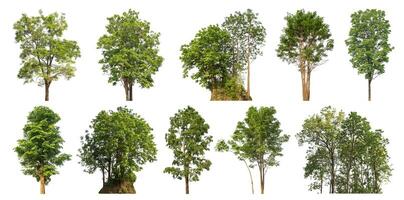 Sammlung Baum Schnitt aus von Original Hintergrund und ersetzen mit Weiß Hintergrund zum einfach zu Auswahl. foto