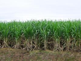 Zuckerrohrplantagen, die landwirtschaftliche tropische Pflanze in Thailand foto