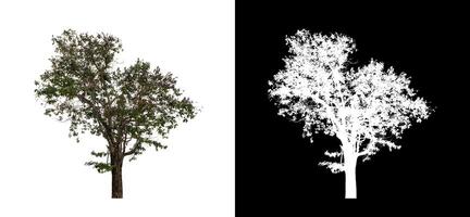 Baum auf transparent Bild Hintergrund mit Ausschnitt Weg, Single Baum mit Ausschnitt Pfad und Alpha Kanal. foto