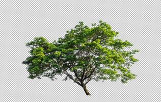 Baum auf transparentem Bildhintergrund mit Beschneidungspfad, einzelner Baum mit Beschneidungspfad und Alphakanal foto