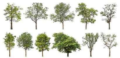 Sammlung Baum Schnitt aus von Original Hintergrund und ersetzen mit Weiß Hintergrund zum einfach zu Auswahl. foto