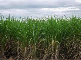 Zuckerrohrplantagen, die landwirtschaftliche tropische Pflanze in Thailand foto