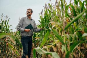 Agronom hält Tablette berühren Pad Computer im das Mais Feld und Prüfung Pflanzen Vor Ernte. Landwirtschaft Konzept. landwirtschaftlich Ingenieur Stehen im ein Mais Feld mit ein Tablette. foto