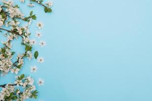 Foto von Frühling Weiß Kirsche blühen Baum auf Blau Hintergrund. Aussicht von über, eben legen, Kopieren Raum. Frühling und Sommer- Hintergrund. Kirsche blühen auf ein Blau Hintergrund