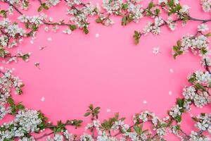 Foto von Frühling Weiß Kirsche blühen Baum auf Rosa Hintergrund. Aussicht von über, eben legen, Kopieren Raum. Frühling und Sommer- Hintergrund