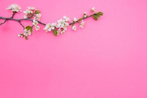 Foto von Frühling Weiß Kirsche blühen Baum auf Rosa Hintergrund. Aussicht von über, eben legen, Kopieren Raum. Frühling und Sommer- Hintergrund.