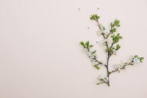 Frühling Natur Hintergrund mit schön blühen im Gelb Pastell- Farbe, oben Sicht, Banner. Frühling Konzept foto