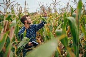 Agronom hält Tablette berühren Pad Computer im das Mais Feld und Prüfung Pflanzen Vor Ernte. Landwirtschaft Konzept. landwirtschaftlich Ingenieur Stehen im ein Mais Feld mit ein Tablette. foto