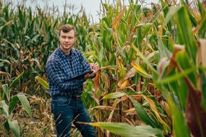 Agronom hält Tablette berühren Pad Computer im das Mais Feld und Prüfung Pflanzen Vor Ernte. Landwirtschaft Konzept. landwirtschaftlich Ingenieur Stehen im ein Mais Feld mit ein Tablette. foto