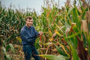 Agronom hält Tablette berühren Pad Computer im das Mais Feld und Prüfung Pflanzen Vor Ernte. Landwirtschaft Konzept. landwirtschaftlich Ingenieur Stehen im ein Mais Feld mit ein Tablette. foto