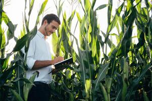 Agronom hält Tablette berühren Pad Computer im das Mais Feld und Prüfung Pflanzen Vor Ernte. Landwirtschaft Konzept. landwirtschaftlich Ingenieur Stehen im ein Mais Feld mit ein Tablette im Sommer. foto