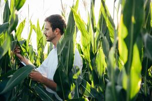 Agronom hält Tablette berühren Pad Computer im das Mais Feld und Prüfung Pflanzen Vor Ernte. Landwirtschaft Konzept. landwirtschaftlich Ingenieur Stehen im ein Mais Feld mit ein Tablette im Sommer. foto