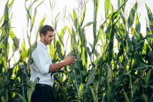 Agronom hält Tablette berühren Pad Computer im das Mais Feld und Prüfung Pflanzen Vor Ernte. Landwirtschaft Konzept. landwirtschaftlich Ingenieur Stehen im ein Mais Feld mit ein Tablette im Sommer. foto