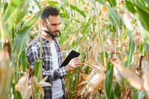 Farmer inspizieren das Jahre Mais oder Zuckermais Ernte. foto