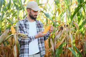 ein Mann inspiziert ein Mais Feld und sieht aus zum Schädlinge. erfolgreich Farmer und Agro Geschäft. foto