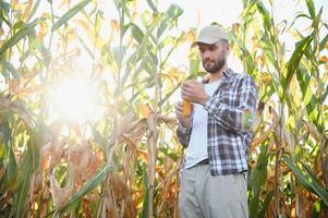 Farmer inspizieren das Jahre Mais oder Zuckermais Ernte. foto