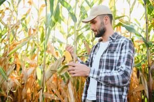 Yong gut aussehend Agronom im das Mais Feld und Prüfung Pflanzen Vor Ernte. Landwirtschaft Konzept. landwirtschaftlich Ingenieur Stehen im ein Mais Feld foto