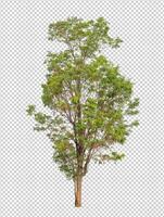 Baum auf transparent Hintergrund mit Ausschnitt Weg, Single Baum mit Ausschnitt Pfad und Alpha Kanal foto