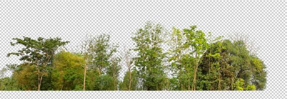 Grün Bäume isoliert auf transparent Hintergrund Wald und Sommer- Laub zum beide drucken und Netz mit Schnitt Pfad und Alpha Kanal foto
