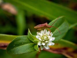 Weiß Blumen blühen im das Frühling foto