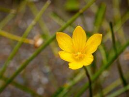 Gelb Blumen Blühen im Frühling schön Gelb Blumen foto