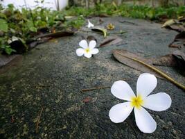 Weiß Blumen auf das Straße. foto