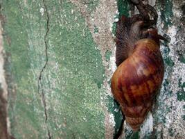 viele Schnecke Klettern auf Mauer. foto