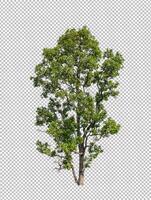 Baum auf transparentem Bildhintergrund mit Beschneidungspfad, einzelner Baum mit Beschneidungspfad und Alphakanal foto