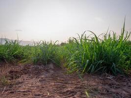 Zuckerrohrplantagen, die landwirtschaftliche tropische Pflanze in Thailand foto