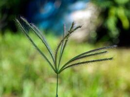 Morgen Gras Blumen Sonnenschein foto