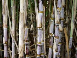 Zuckerrohrplantagen, die landwirtschaftliche tropische Pflanze in Thailand foto