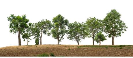 Gruppe von Grün Bäume auf ein Hügel auf ein Weiß Hintergrund. foto