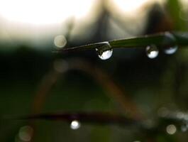 Tautropfen am Morgen auf Blatt foto