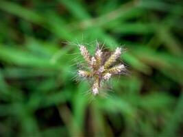 Morgen Gras Blumen Sonnenschein foto