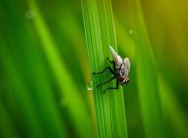 Insekten Fliege, Licht Grün Gras mit Sonnenlicht foto