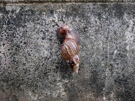 viele Schnecke Klettern auf Mauer. foto