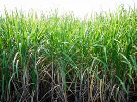 Zuckerrohrplantagen, die landwirtschaftliche tropische Pflanze in Thailand foto