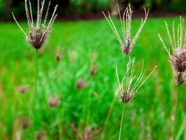 Morgen Gras Blumen Sonnenschein foto