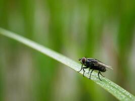 Insekten Fliege, Licht Grün Gras mit Sonnenlicht foto