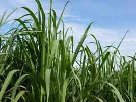Zuckerrohrplantagen, die landwirtschaftliche tropische Pflanze in Thailand foto