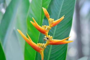 Heliconia Psittacorum oder Vogel von Paradies, Strelitzia reginae oder Sterliziengewächse Blume foto