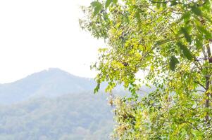 Kork Baum, indisch Kork Baum oder Milltonie Hortensie Linn oder Bignoniaceae und Berg foto