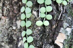 Dischidia nummularia Variegata, Dischidia nummularia bunt oder Zeichenfolge von Nickel Pflanze oder Dischidia nummularia foto