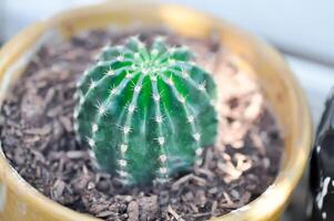 Echinopsis Sauerstoff, Echinopsis Regenbogen platzt oder Abonnieren Hybrid Regenbogen platzt oder Echinopsis Calochlora, goldener Echinopsis Calochlora foto