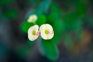 Christus Dorn, Euphorbia milii oder Euphorbiaceae oder klein Euphorbia Blumen oder zweifarbig Blume foto