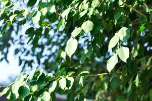 Ficus benjamina Ich, Moraceae oder golden Feige oder weinend Feige und Himmel foto