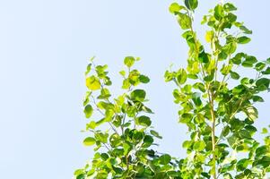 Ficus benjamina Ich, Moraceae oder golden Feige oder weinend Feige und Himmel foto