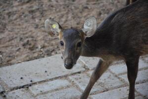 Rogen Hirsch Stehen im das Feld, Hirsch Zucht Platz im das Park foto